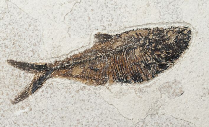 Diplomystus Fossil Fish - Layer #13257